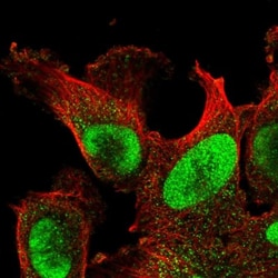 POLD3 Antibody, Novus Biologicals:Antibodies:Primary Antibodies